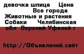 девочка шпица  › Цена ­ 40 000 - Все города Животные и растения » Собаки   . Челябинская обл.,Верхний Уфалей г.